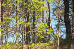 Young-tree-sassafras