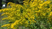 Anise-scented-Goldenrod