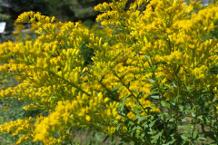 Anise-scented-Goldenrod