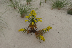 Seaside-Goldenrod-cape-cod-native-plant-1