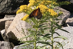 Seaside-Goldenrod_cr-Amalia-Gallo