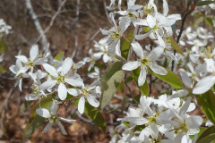 Shadbush-Blossoms