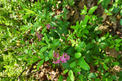 Sheep-Laurel_KA