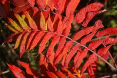 smooth-sumac-cape-cod