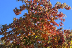 sourwood-cape-cod-native-plant-tree
