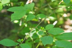 spicebush-cape-cod-native-plants-1