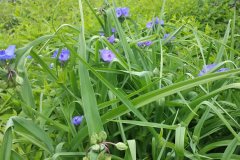spiderwort-cape-cod