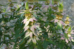 Spotted-Beebalm-Monarda-punctata-1
