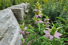 SpottedBeeBalm_August