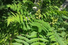 Staghorn-Sumac-2