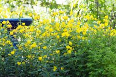 sundrops-and-birdbath