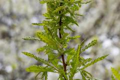 Sweet-Fern_GBeetham-3