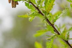 Sweet-Fern_GBeetham-4