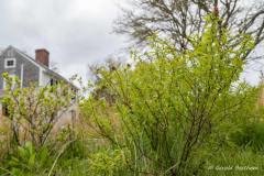 Sweet-Fern_GBeetham-5