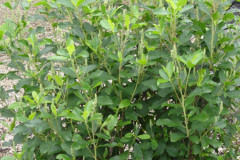 Clethra-at-Annex