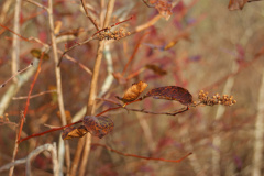 Clethra-seedheads