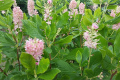 Clethra
