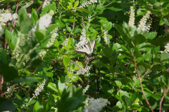 swallowtail-on-clethra