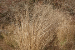 Switchgrass