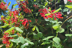 Honeysuckle-Trumpet-Vine