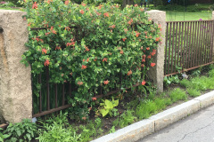 Lonicera-sempervirens