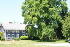 Tulip-poplar-on-MV