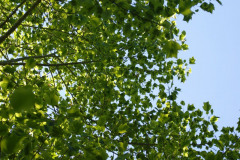 tulip-poplar-canopy