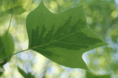 tulip-poplar-leaf