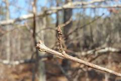 White-oak-bud