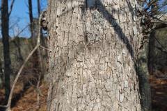 white-oak-bark