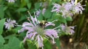 Bee-on-wild-bergamot