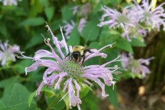 Bee-on-wild-bergamot
