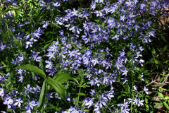 wild-blue-phlox-cape-cod