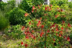 Wild-Columbine_GBeetham-1