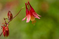 Wild-Columbine_GBeetham-2