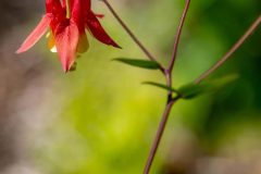 Wild-Columbine_GBeetham-3
