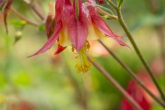 Wild-Columbine_GBeetham-4