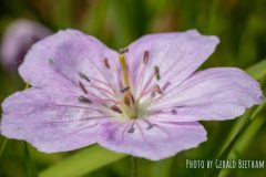 wild-geranium-1