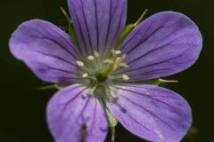 wild-geranium-2