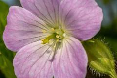 wild-geranium-3