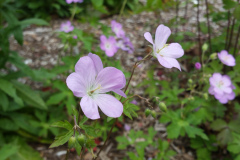 wild-geranium-bloom-cape-cod