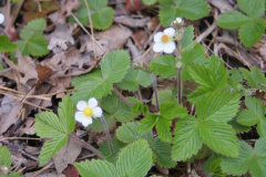 Wild-Strawberry-cape-cod-native-plant