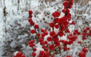 winterberry-cape-cod-snow