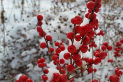 winterberry-cape-cod-snow