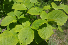 Leaves-witch-hazel