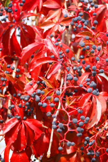 Woodbine | Cape Cod Native Plants