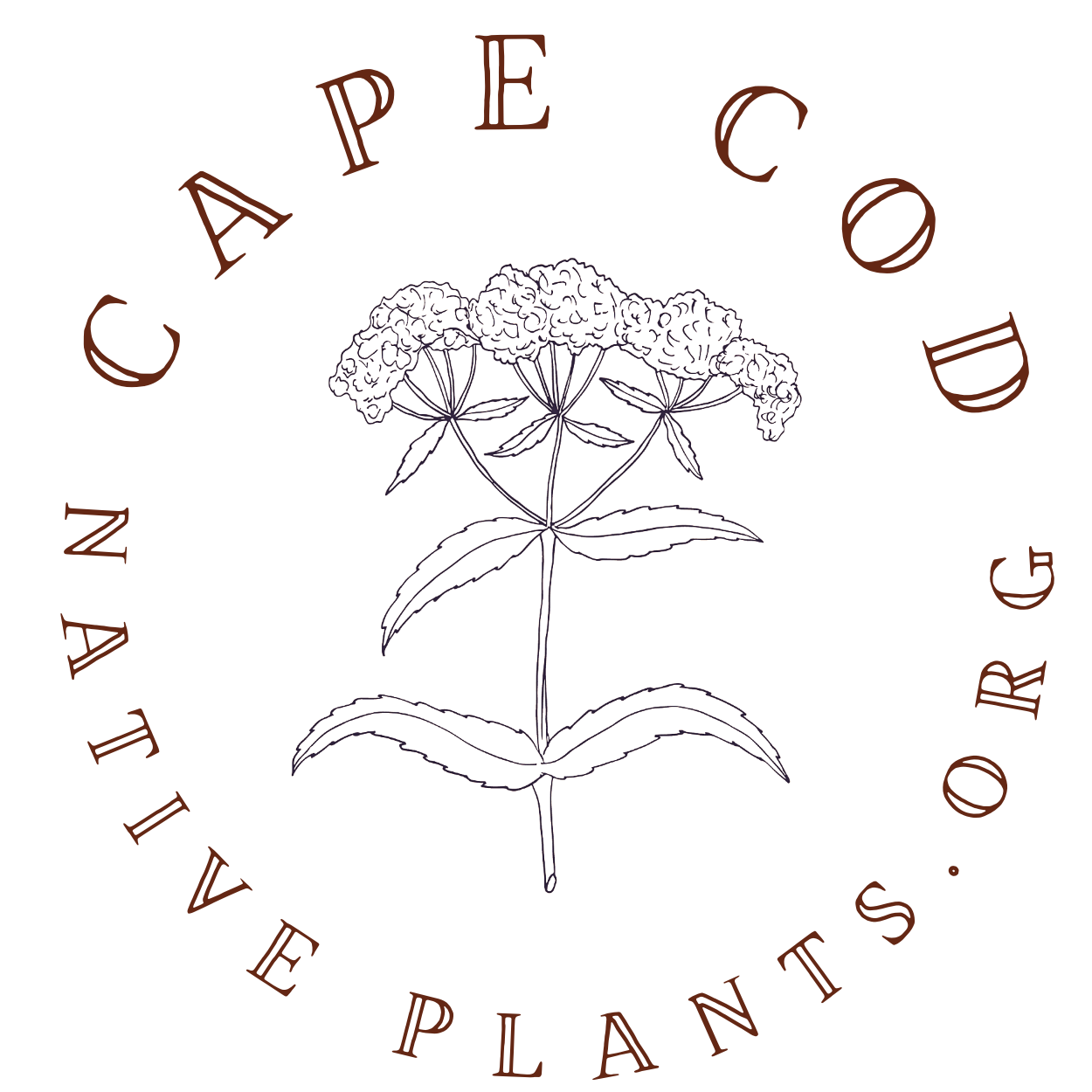 Cape Cod Native Plants