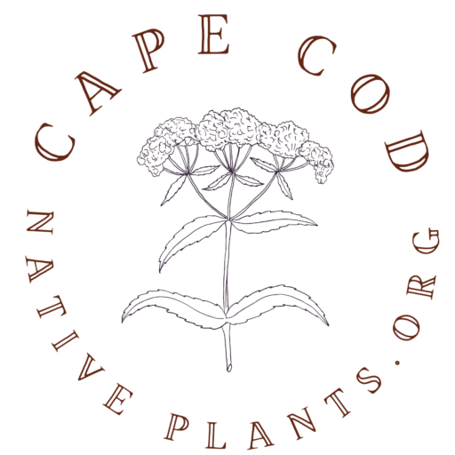 cropped-CAPE-COD-Native-Plants-Logo