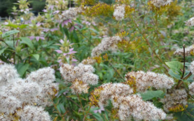 Anise-scented Goldenrod
