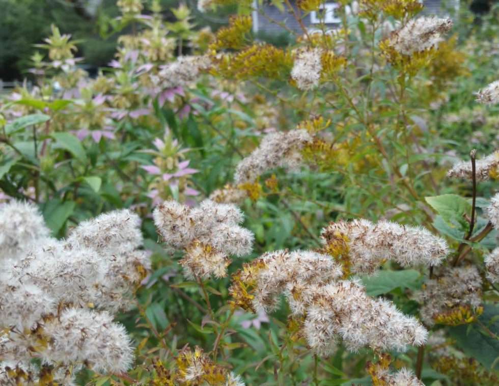Anisescented Goldenrod Cape Cod Native Plants